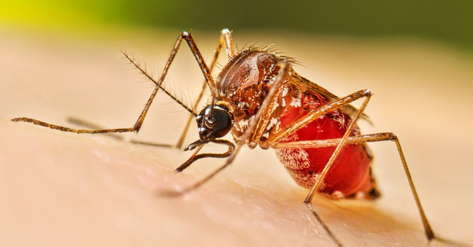Busto, due casi di Dengue nell’area di piazzale Barsanti: scattano disinfestazione straordinaria e misure di prevenzione Busto, due casi di Dengue nell’area di piazzale Barsanti: scattano disinfestazione straordinaria e misure di prevenzione
