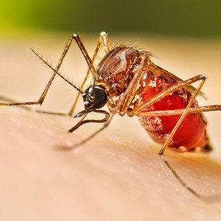 Allarme dengue a Nerviano: scatta la disinfestazione Allarme dengue a Nerviano: scatta la disinfestazione